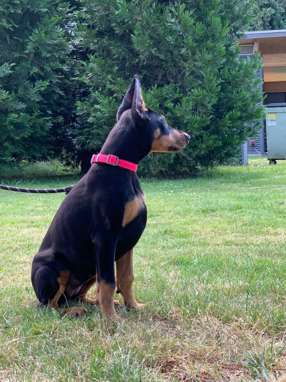 perros doberman pinscher en venta