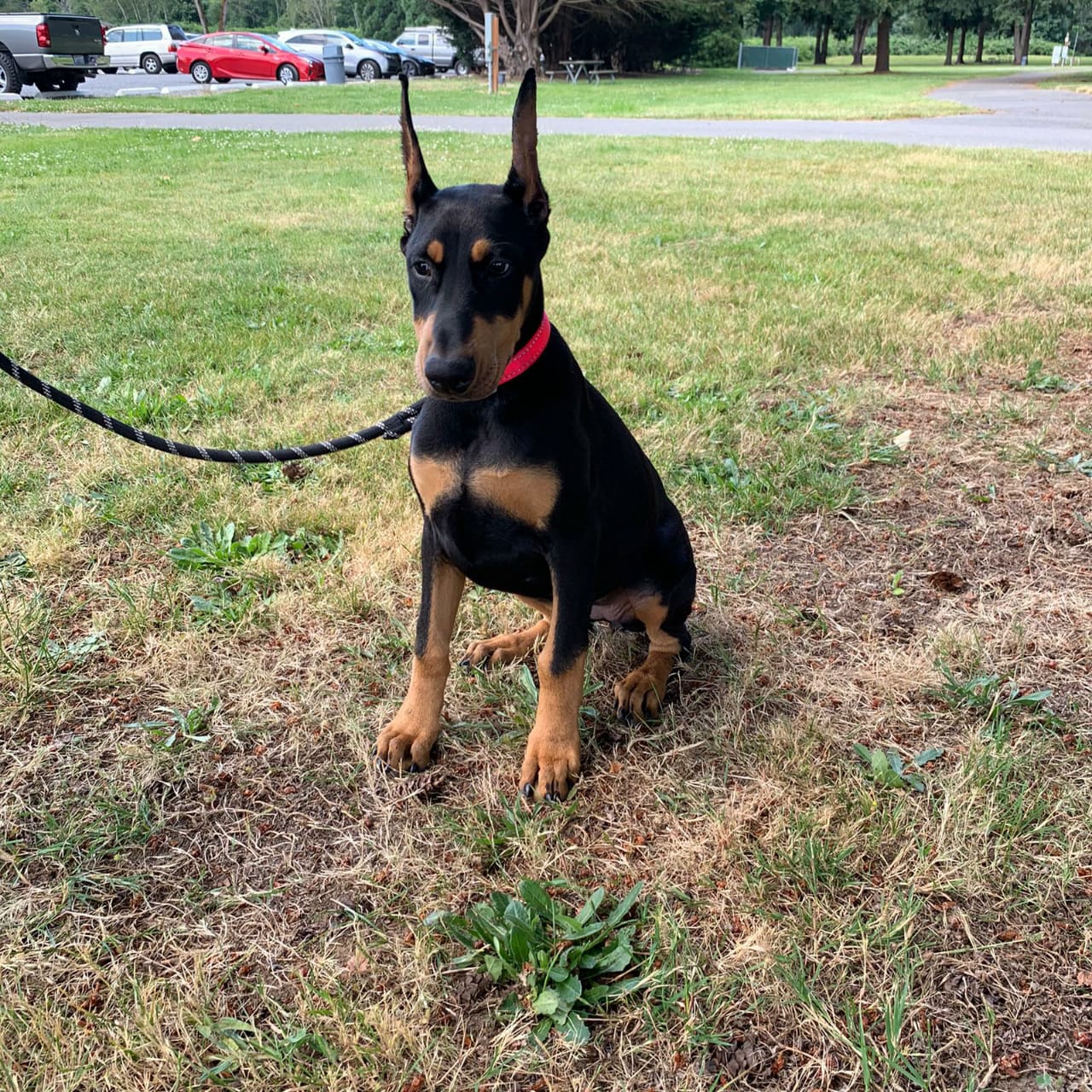 perros doberman pinscher en venta