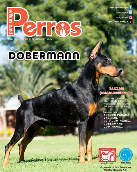 doberman en venta