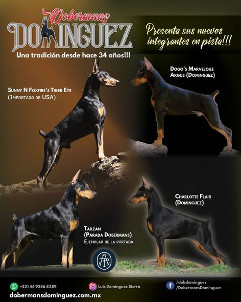 doberman en venta