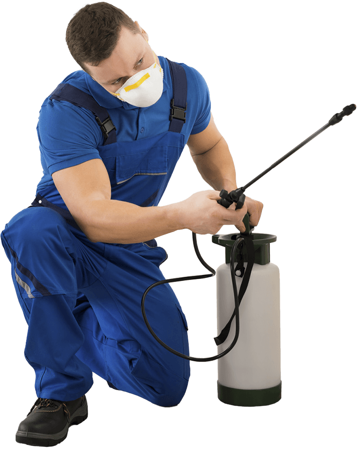 Pest control Ultimate Pest Control Newton Abbot