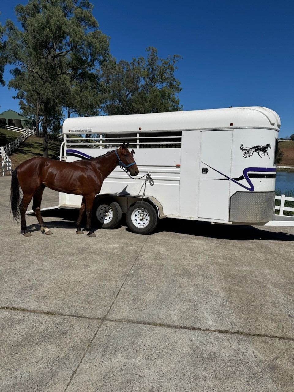 Brown Horse Stands Near a White Horse Trailer, Outdoors on A Sunny Day — Sparky's 4x4 Auto Electrical In Taminda, NSW