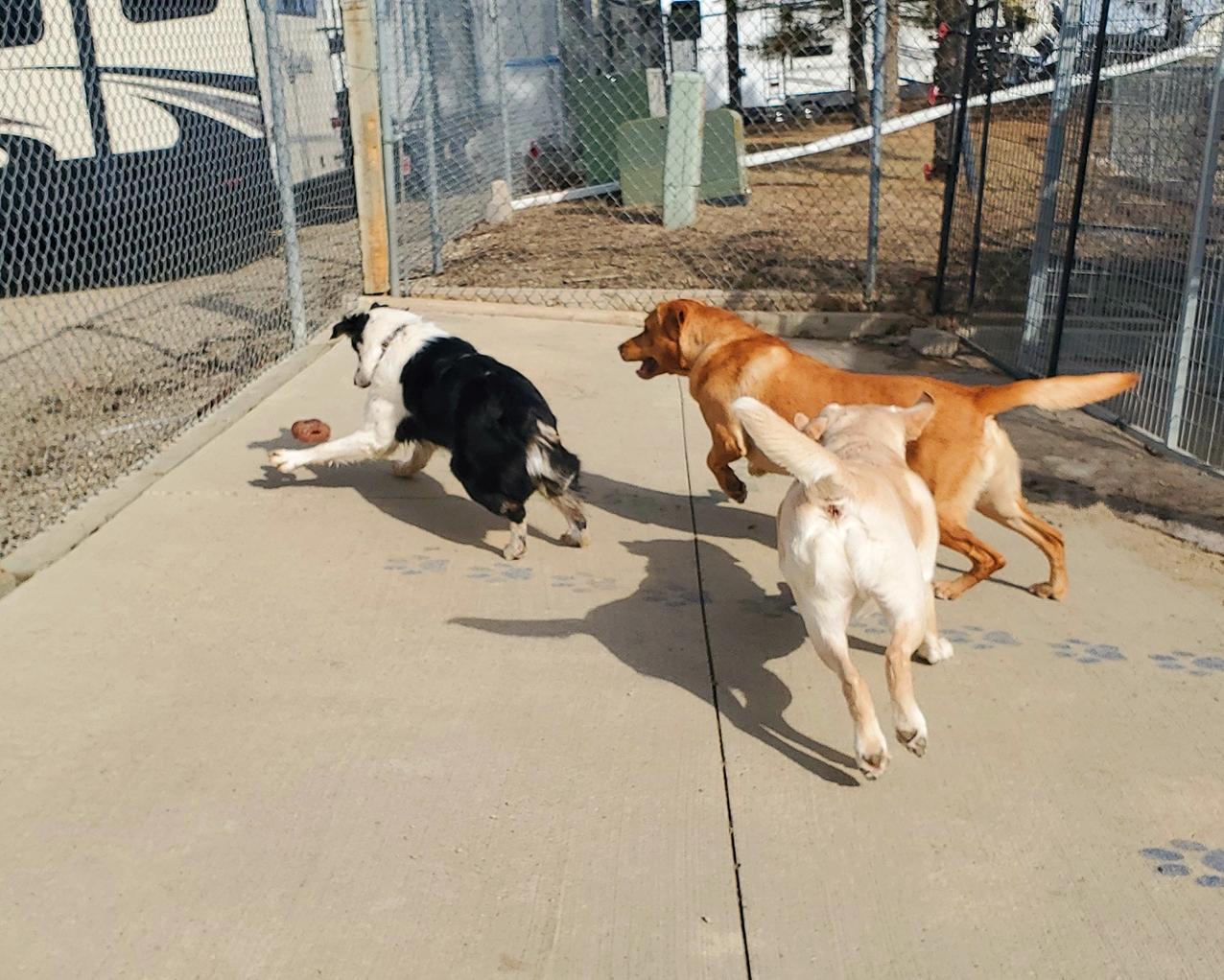 Pet Daycare Bismarck, ND Four Paws Inn