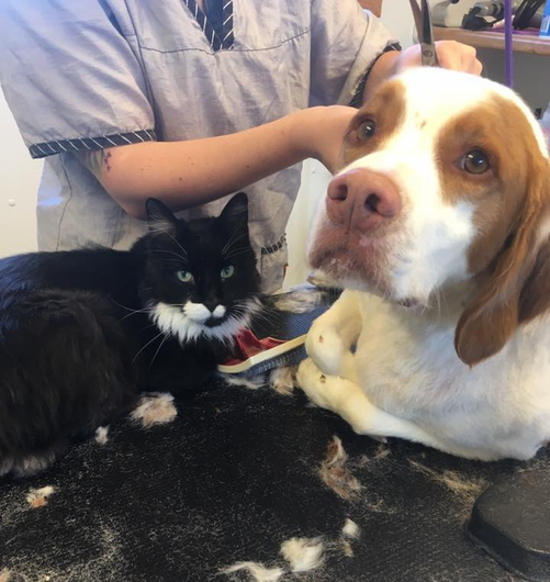 Boarding worker trimming cat and dog fur