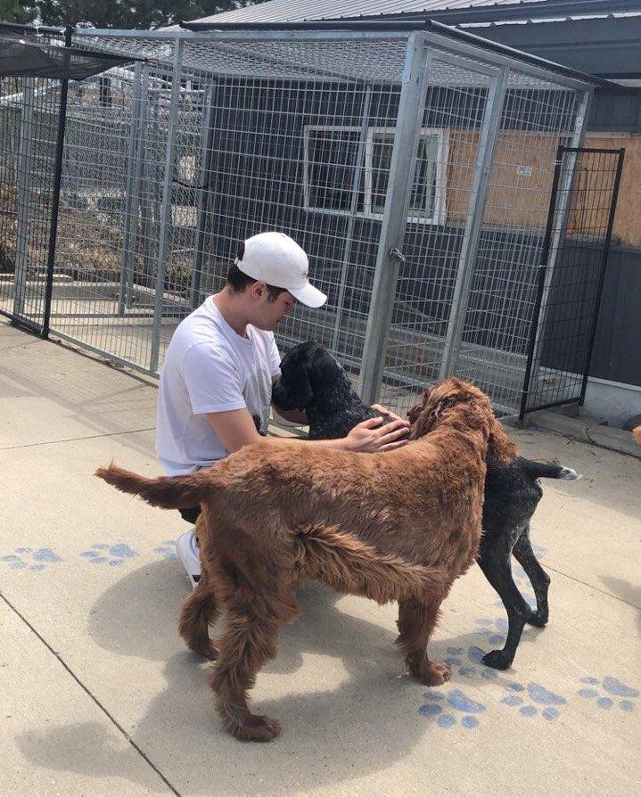 Dogs getting attention from animal care giver