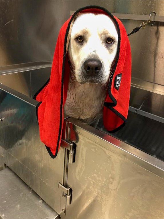 Dog being towel dried after bath at kennel