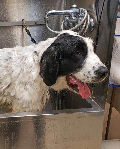 Dog getting a shampoo at pet boarding inn