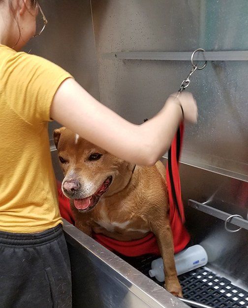 Pet Grooming Bismarck, ND Four Paws Inn