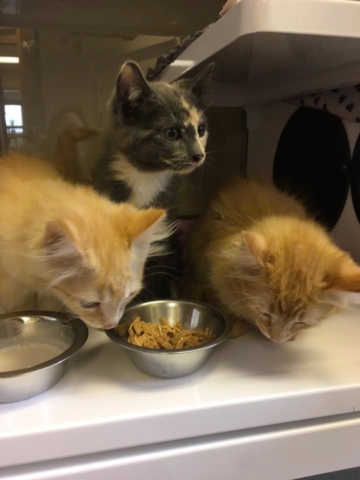 Kittens eating kibble at daycare