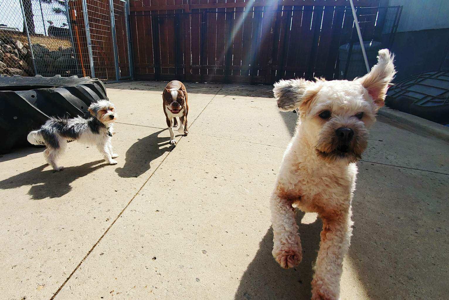 Pet Boarding Bismarck, ND Four Paws Inn