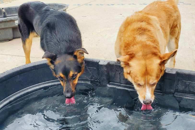 two thirsty dogs drinking water