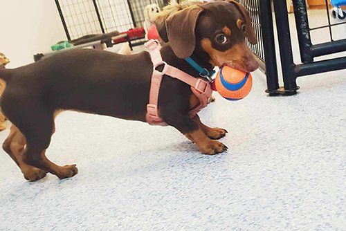 little puppy playing with ball toy