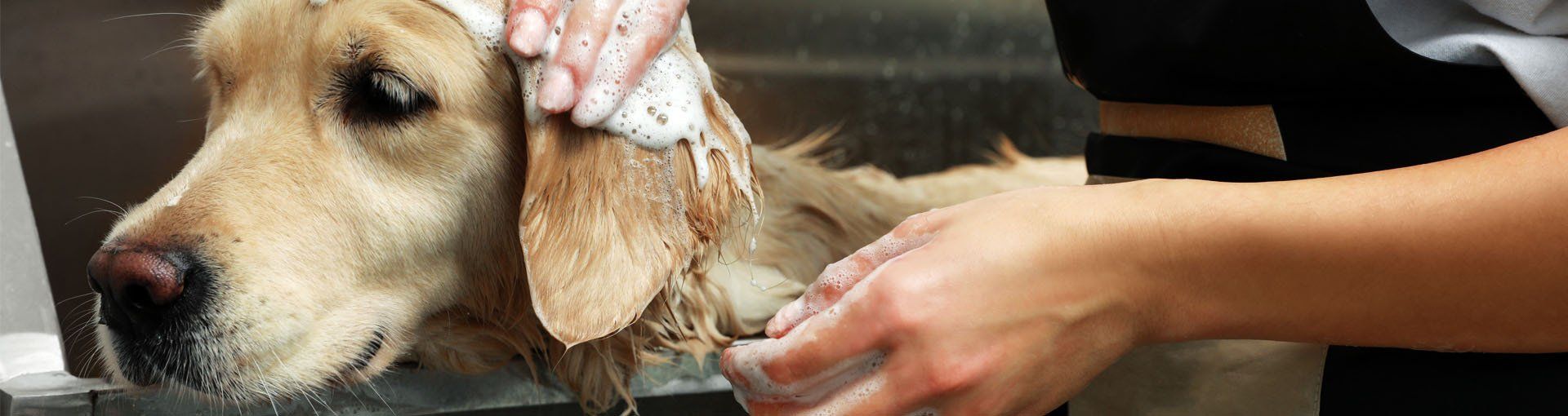 Pet Boarding Service Bismarck, ND Dogs, Cats & More Four Paws Inn