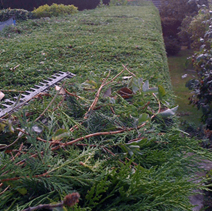 hedge trimmed with power trimmer