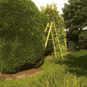 using tall ladders to shape ornamental yew bush