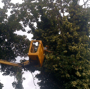 using a cherry picker for tree work