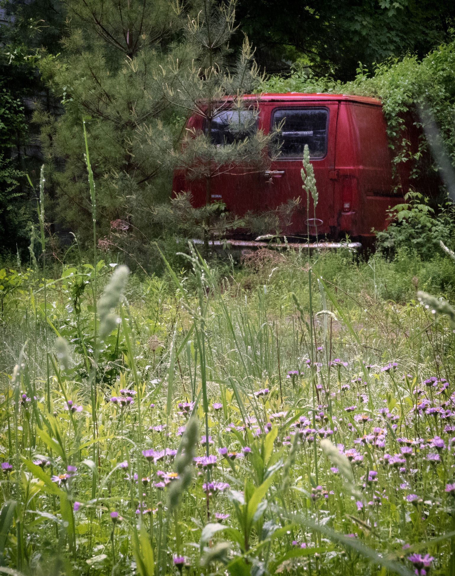 A red van is parked in a field of tall grass and purple flowers.