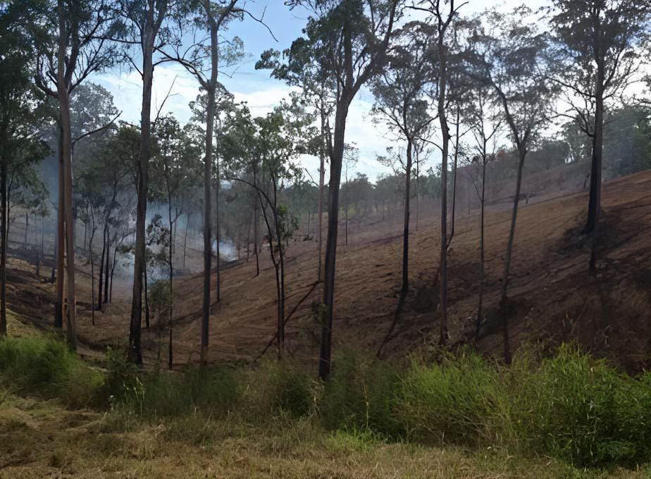 A Forest With Smoke Coming Out of the Trees — A2Z Property Services In Kybong, QLD