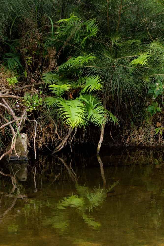 A River Surrounded By Trees And Ferns With A Reflection In The Water — A2Z Property Services In Kilkivan, QLD