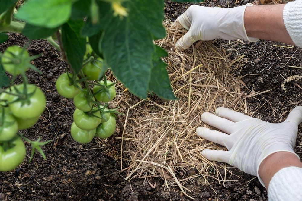 Hands Wearing Gloves Mulching Around a Tomato Plant — A2Z Property Services In Chatsworth, QLD