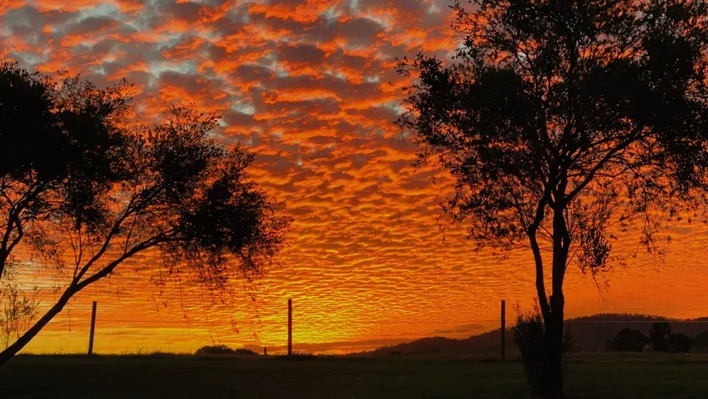A sunset with trees in the foreground and a fence in the background. — A2Z Property Services In Woolooga, QLD