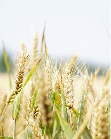 Golden wheat stalks against a blurred, light sky. Close-up view with blades of green.