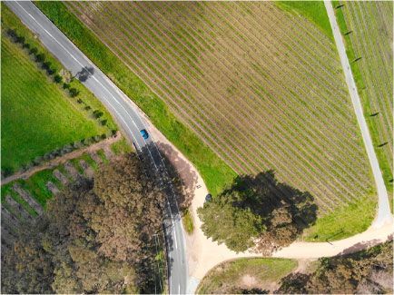 Aerial view of a road curving through vineyards and green fields; a blue car is driving on the road, and the shadow of a large tree falls across the road.