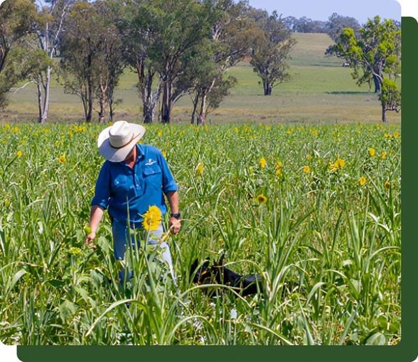 A farmer in a hat checks sunflowers in a field, a black dog at his feet. Green fields and trees are in the background.