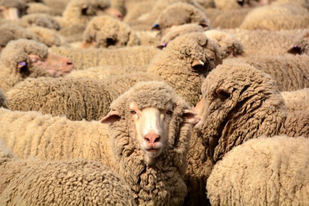 Close-up of a flock of sheep with thick, beige wool looking towards the camera.