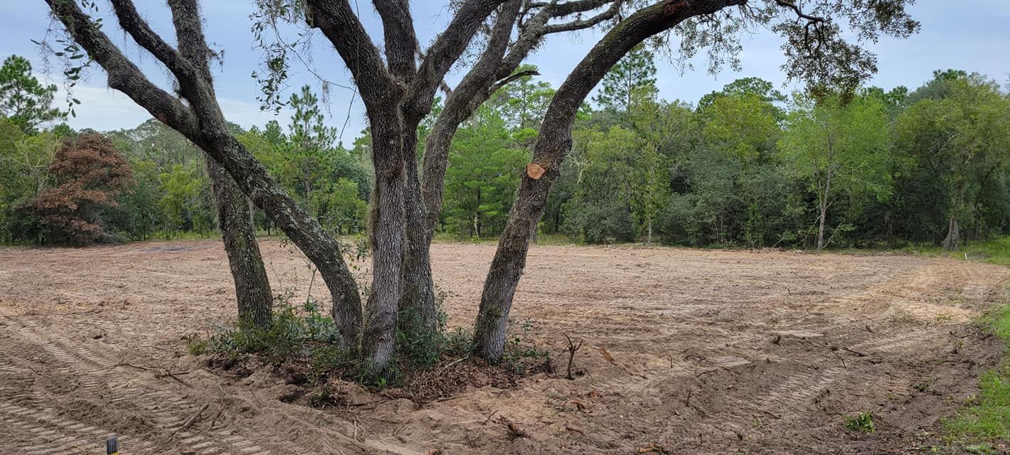 A bare field with a large tree in the center, surrounded by greenery under a cloudy sky.