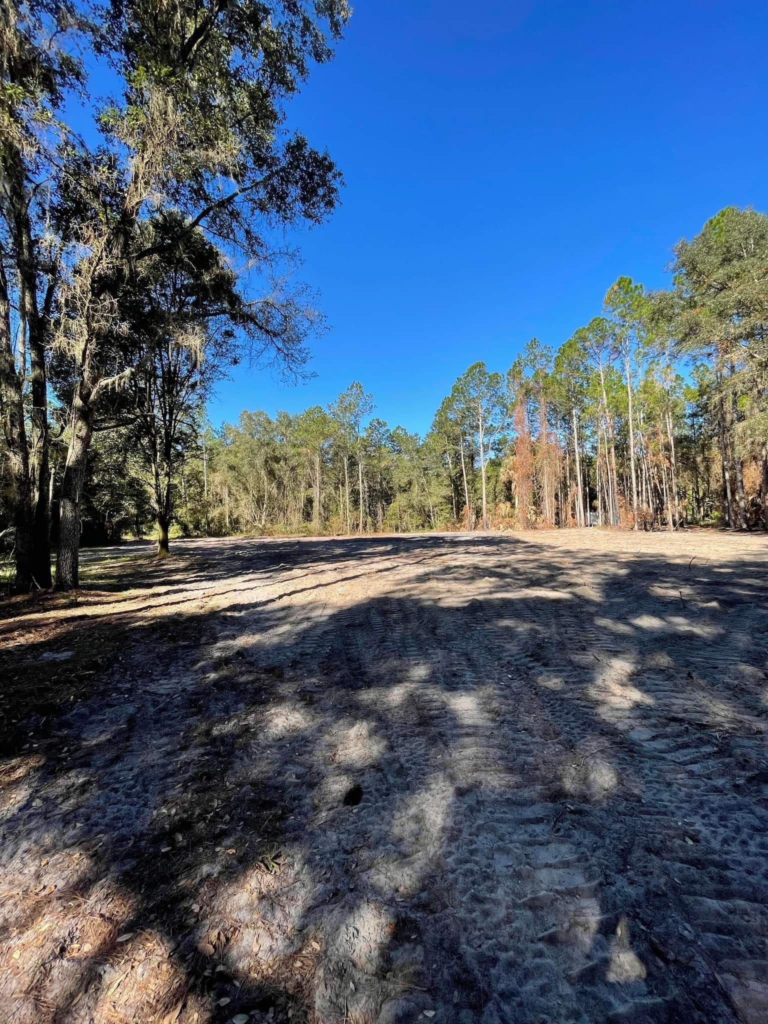 Cleared dirt lot under a bright blue sky, surrounded by tall pine trees.