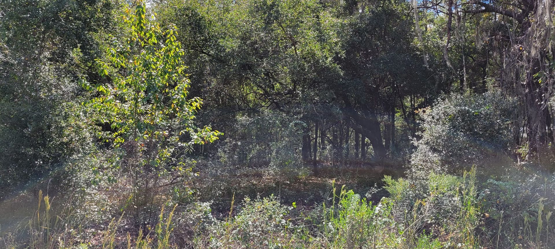A lush green forest scene with trees and foliage in sunlight.
