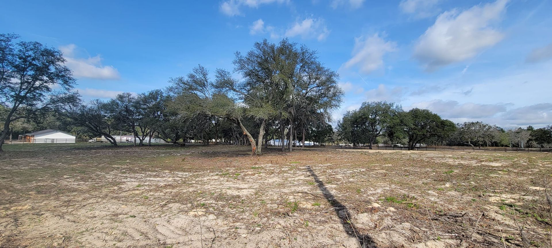 Open field with scattered trees under a blue sky with clouds.