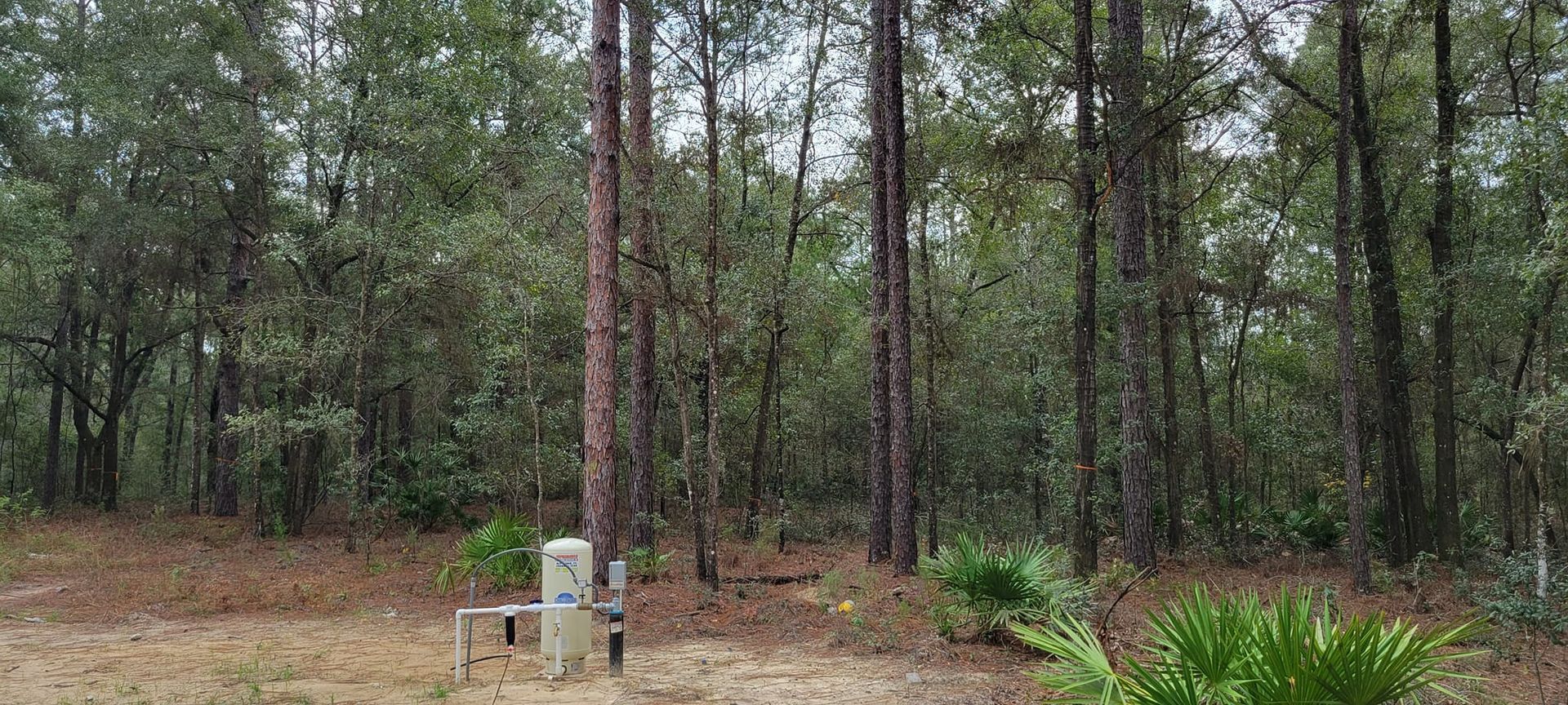 Forest landscape with tall trees and a small utility box.