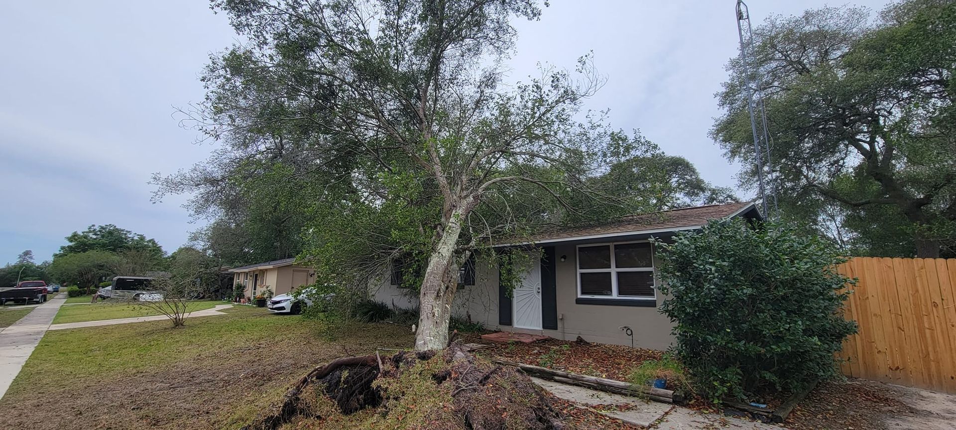 A house with a large tree in front. Overcast day. Brown mulch covers the ground.