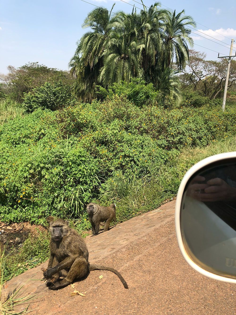 Two baboons on a roadside, one seated. Green vegetation and palm trees in the background. Car mirror on right.
