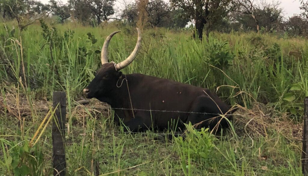 Black Ankole-Watusi cattle resting in tall grass with large horns near a fence.