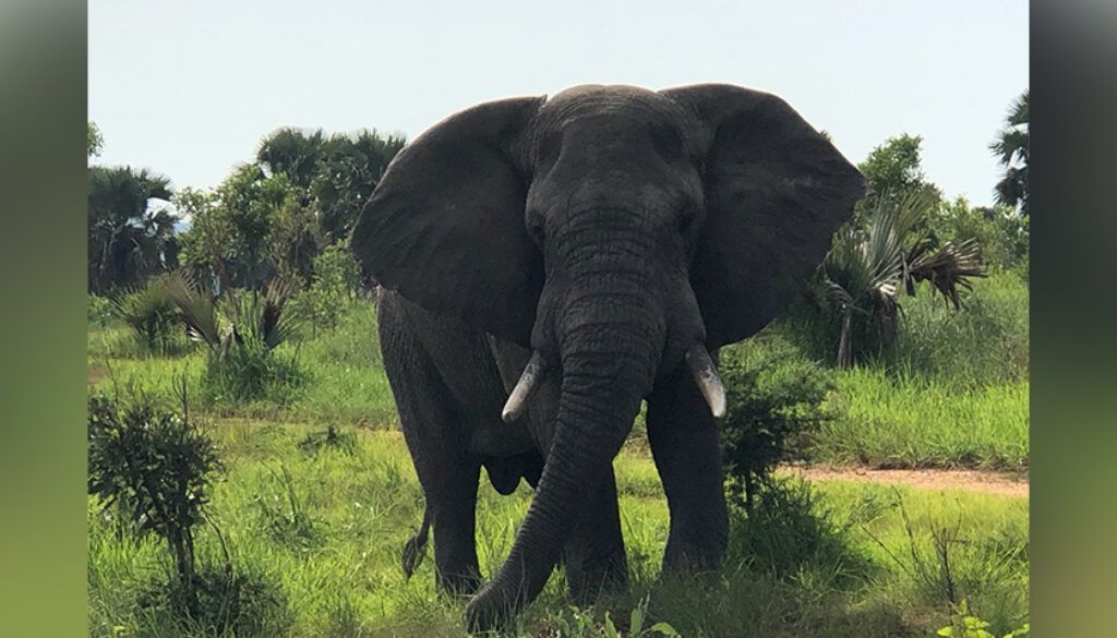 Elephant standing in grassy field with trees in the background.