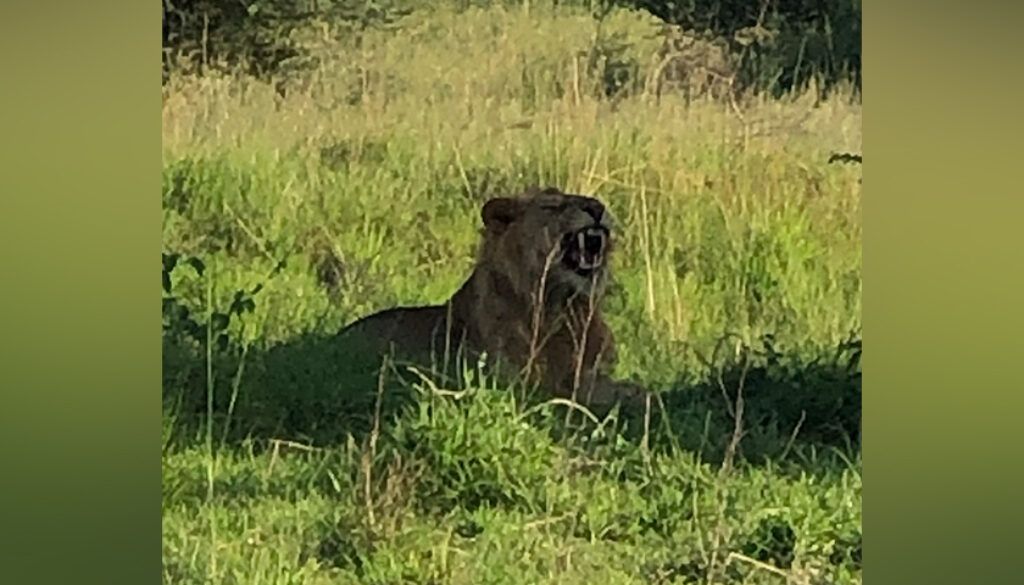 Lion resting in tall green grass, mouth open, outdoors.