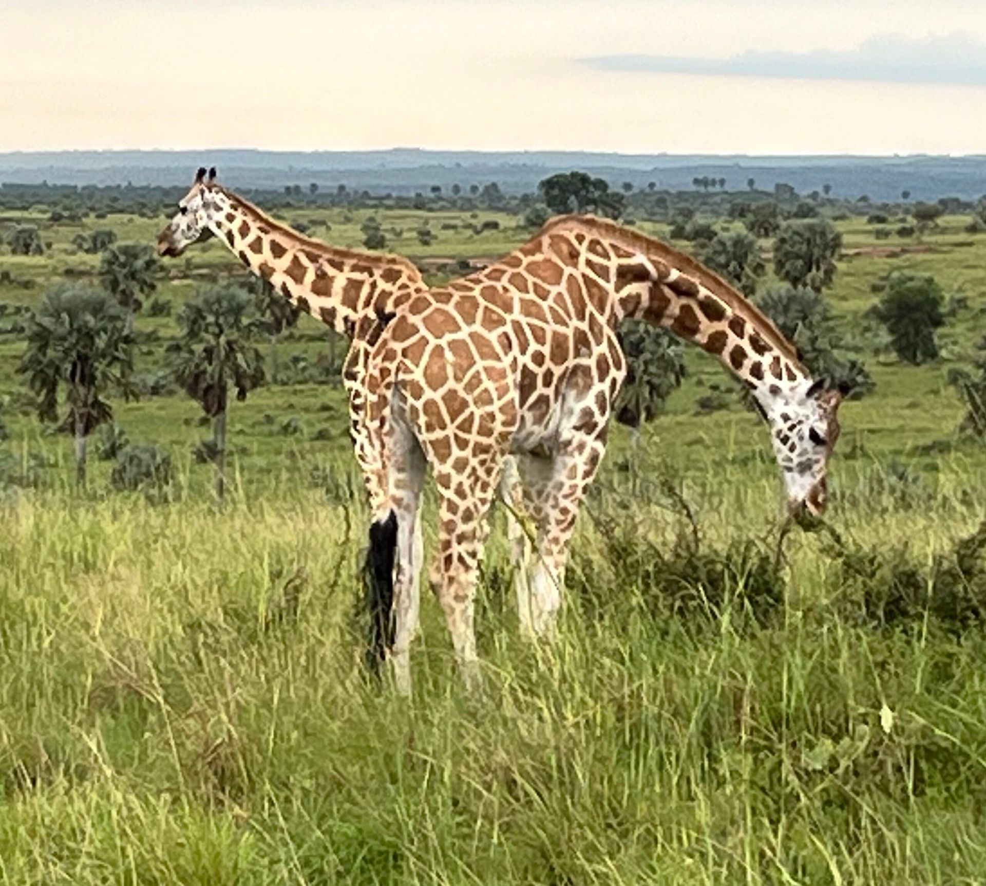 Two giraffes grazing in a grassy field with trees under a cloudy sky.