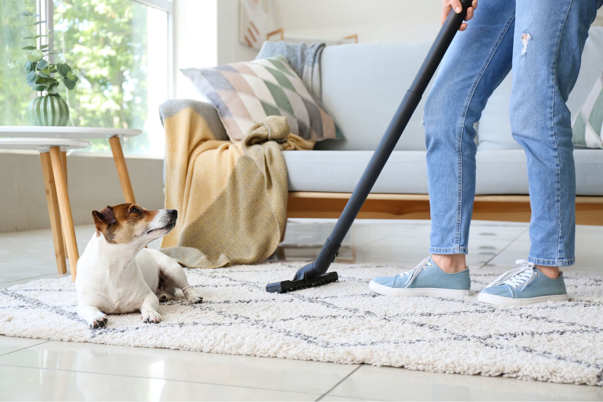 daily carpet cleaning