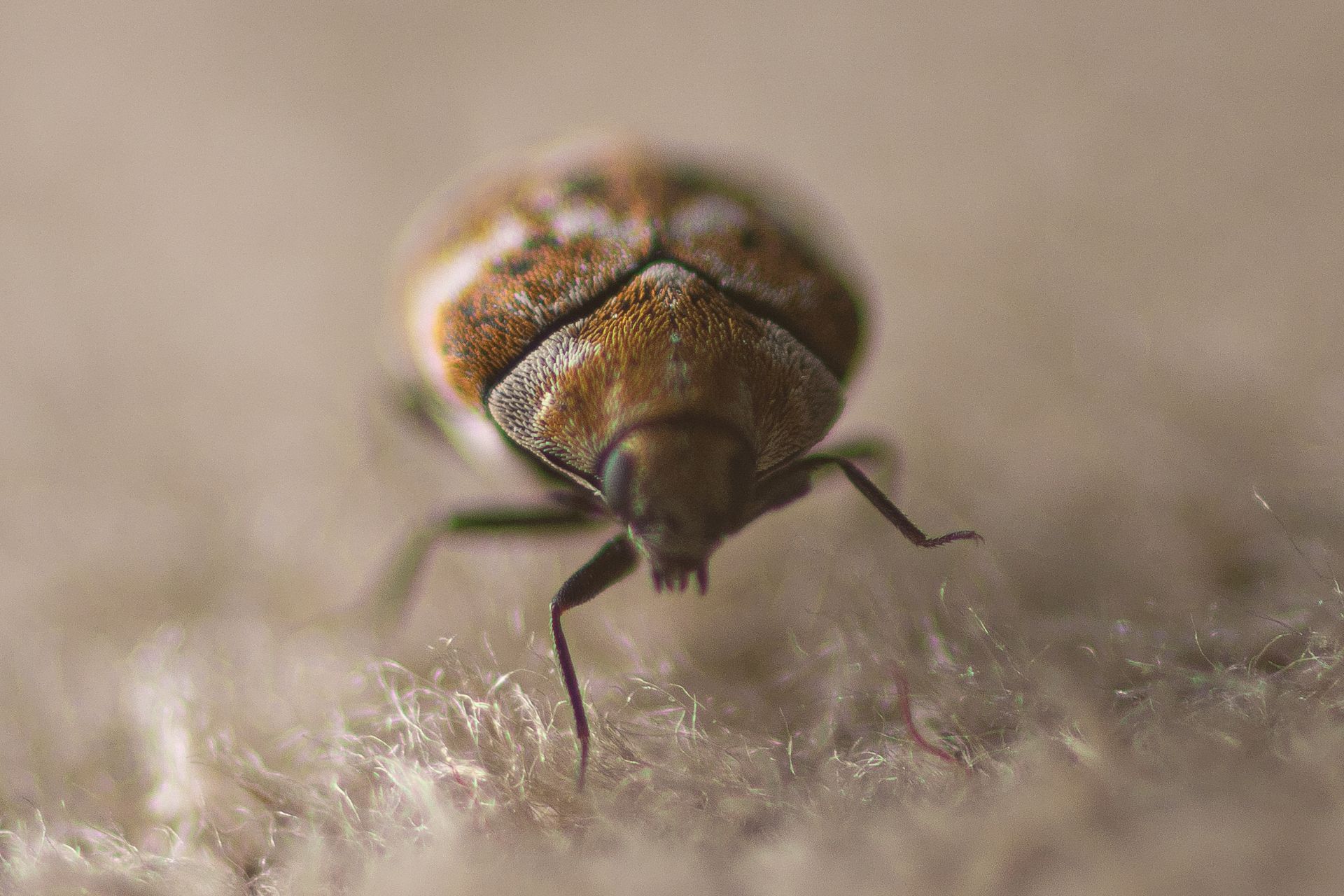 what insects live in carpets