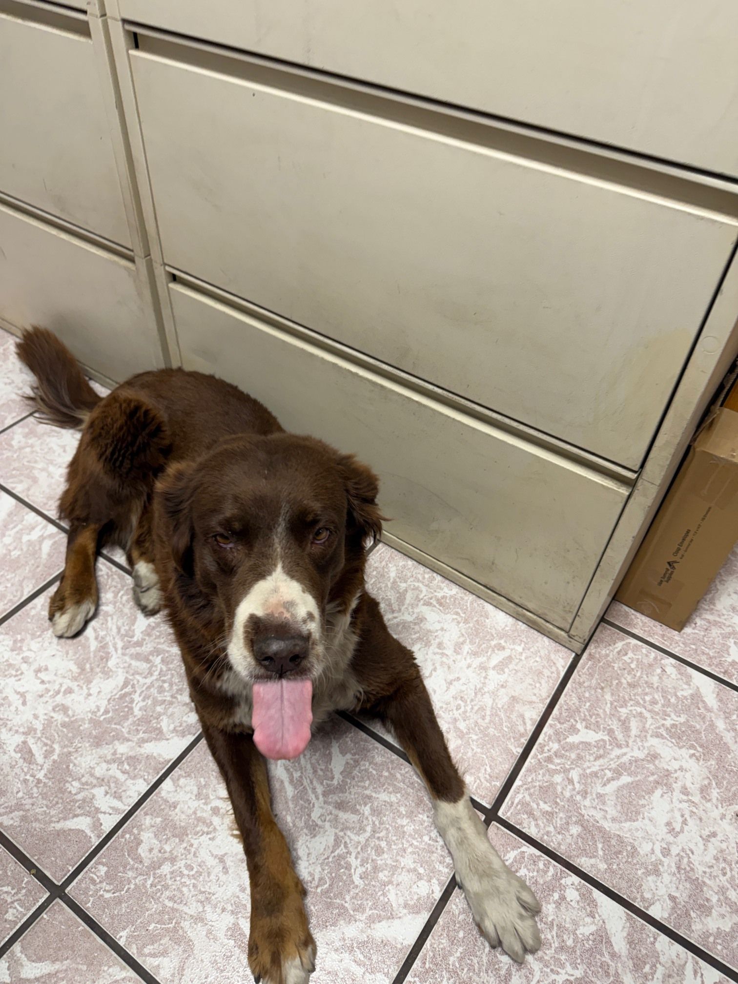 Shop Dog | Reidland Auto Repair