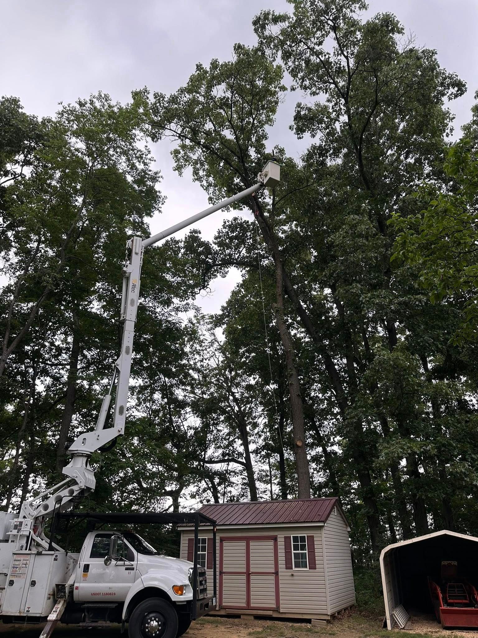 A tree being trimmed by a bucket truck next to a shed, under a cloudy sky.
