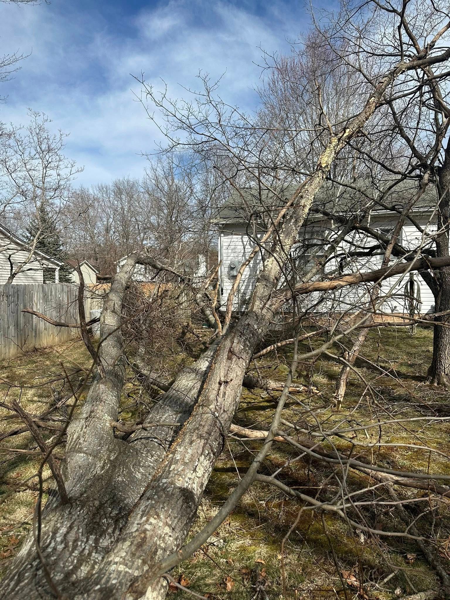 Fallen tree in a backyard.  Overcast sky, branches scattered on the ground near a fence and house.