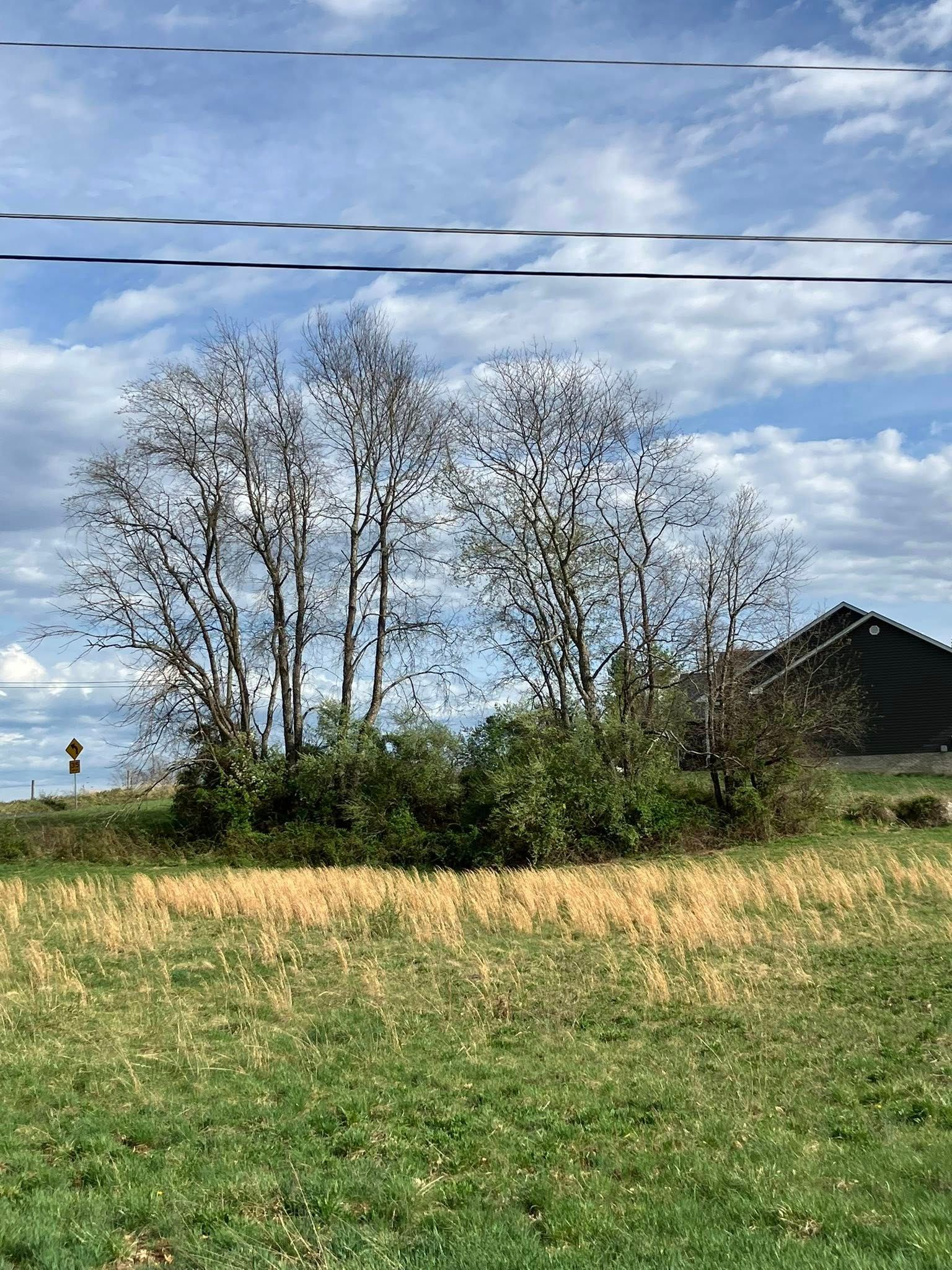 Group of trees with bare branches and green bushes in a grassy field under a cloudy sky.