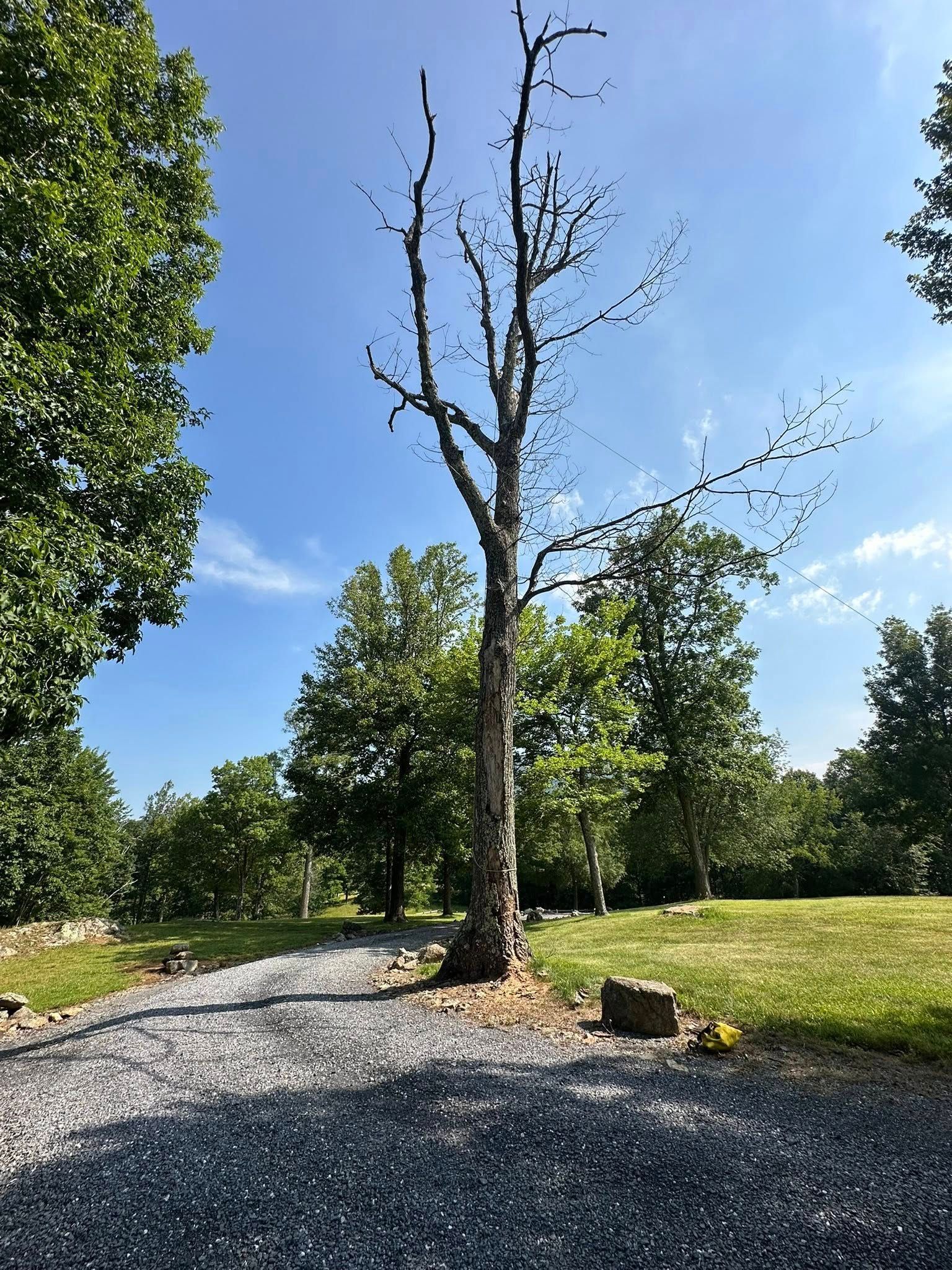 Dead tree in a grassy field with a gravel path under a blue sky.