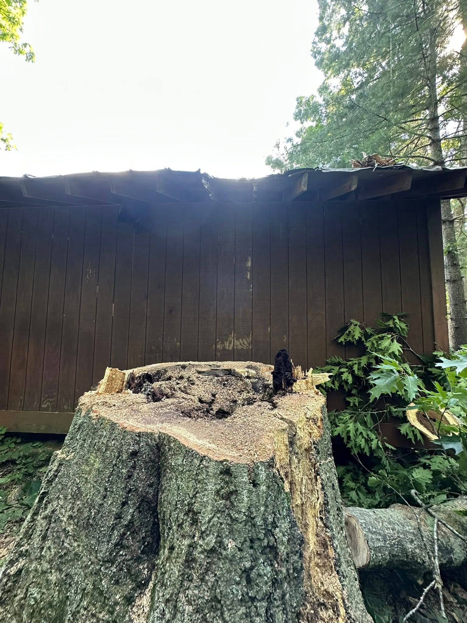 A small, dark bird sits on a tree stump in front of a brown wooden structure in a forest.