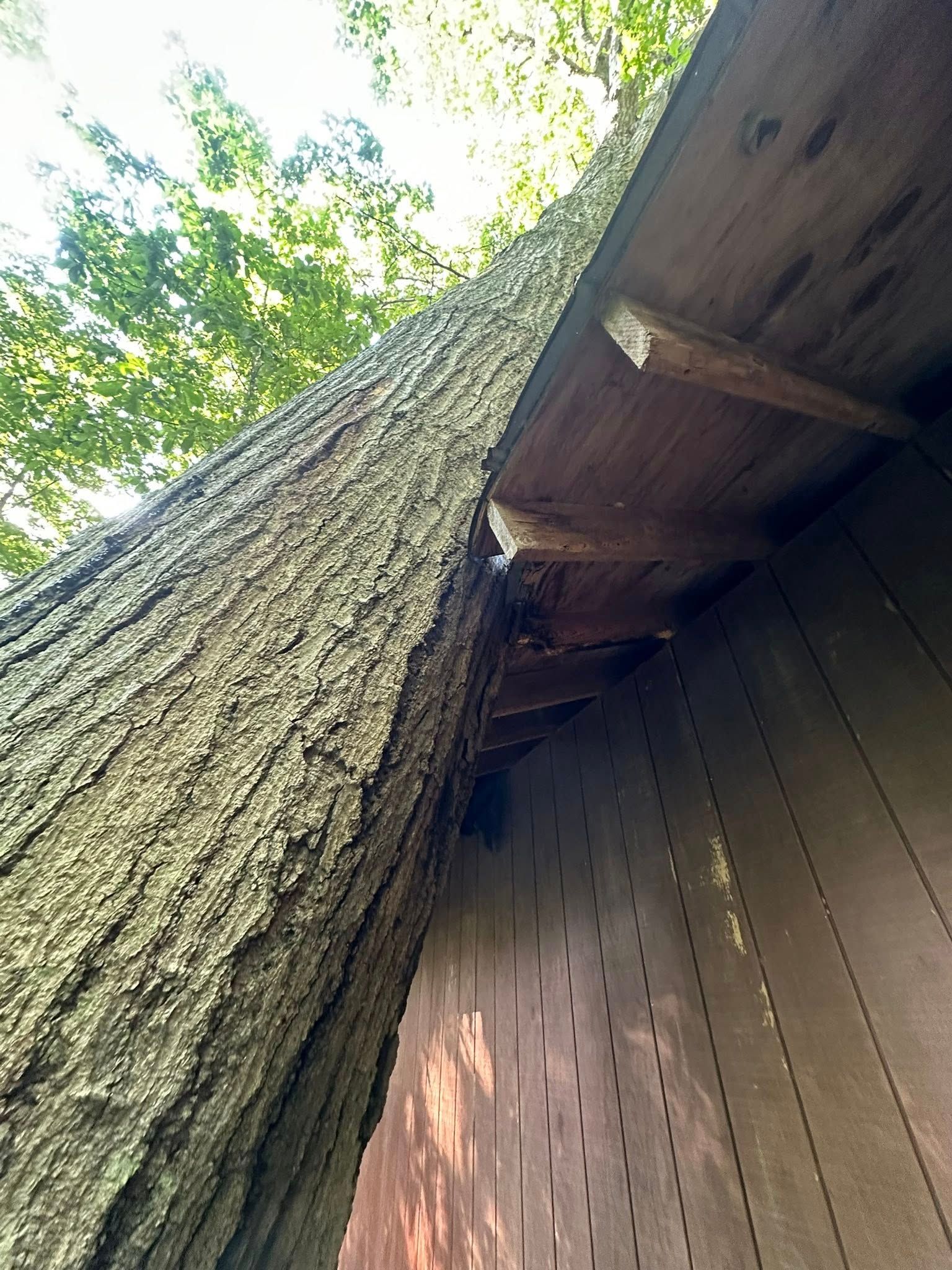 Tree trunk growing against and into the wooden structure, with brown panels and supporting beams.