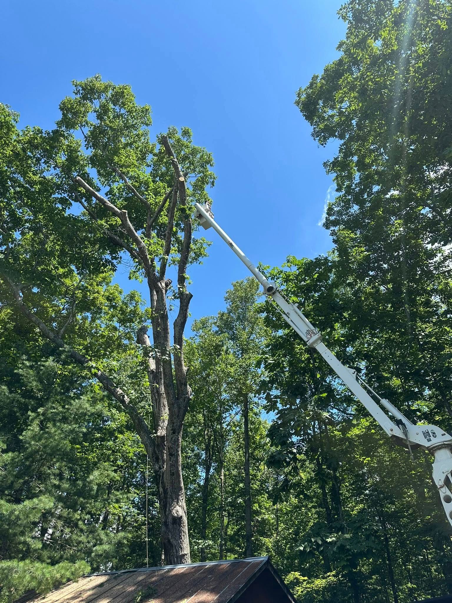 A tall tree being trimmed by a cherry picker on a sunny day; blue sky.